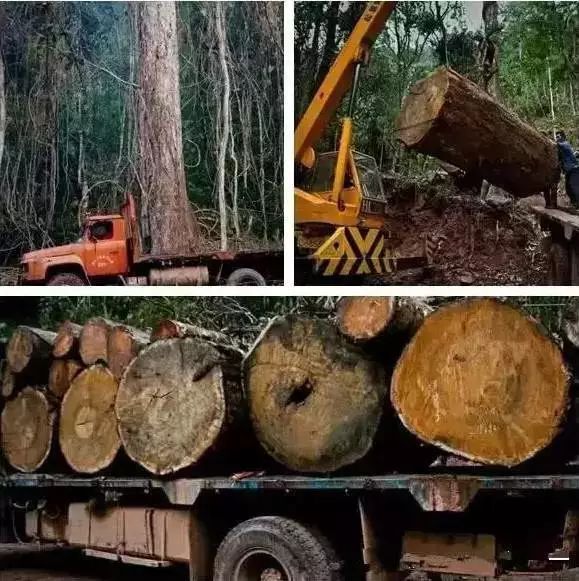 紅木家具圖片 紅木家具圖片