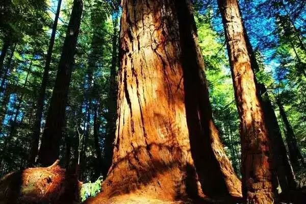 紅木家具圖片 紅木家具圖片