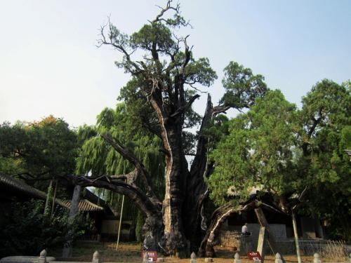 紅木家具圖片 紅木家具圖片