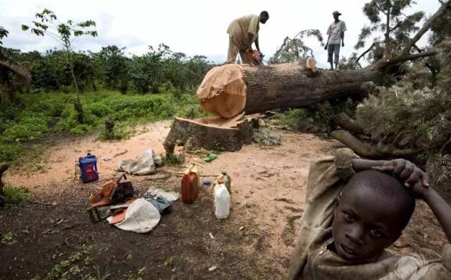 紅木家具圖片 紅木家具圖片