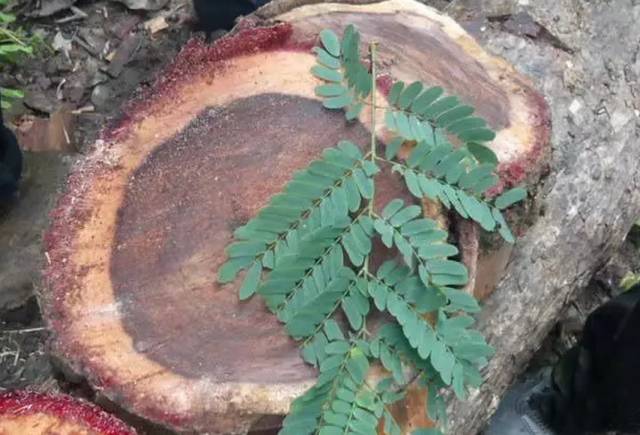 紅木家具圖片 紅木家具圖片