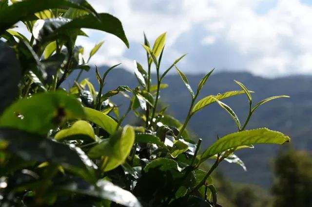 紅木家具圖片 紅木家具圖片