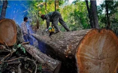 緬甸花梨（大果紫檀）與（刺猬紫檀）非洲花梨木的鑒別！