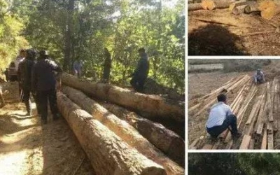 緬花還有多少能砍？資源越來越少了