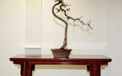 古典家具和盆景相結合，美不勝收！